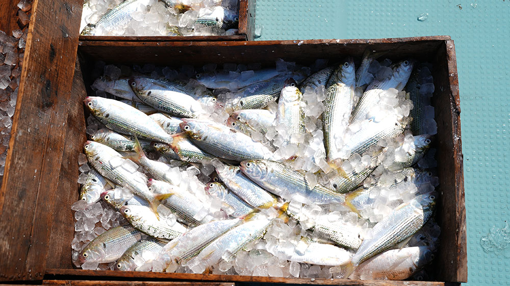 選び抜かれた鮮魚を安定してお届けします