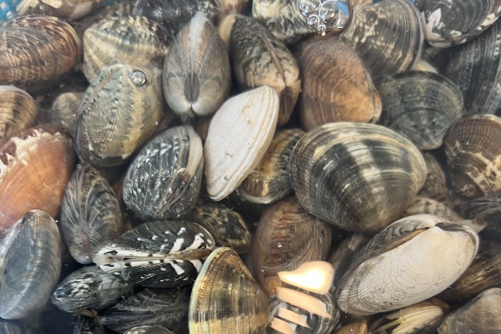 アサリ、貝類、イカ類